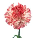 montoya-large-carnation-w-stem-300x300.webp