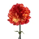 Novelty-Yellow-Zenit-w-Stem-1-300x300.webp