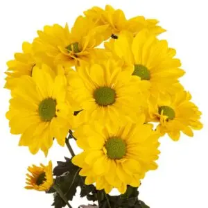 BRAZILIAN-yellow-daisy-w-stems-300x300.webp