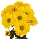 BRAZILIAN-yellow-daisy-w-stems-300x300.webp