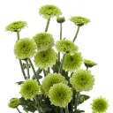 micro-pom-candy-crush-green-w-stem-300x300.webp