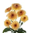CREME-BRULEE-w-stems-300x300.webp
