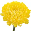 cremons 2.webp