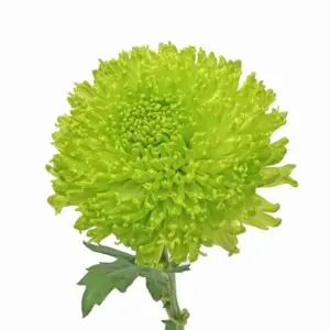 cremons 3.webp