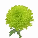 cremons 3.webp