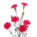 Dark-Pink-Pigeon-w-Stem.webp
