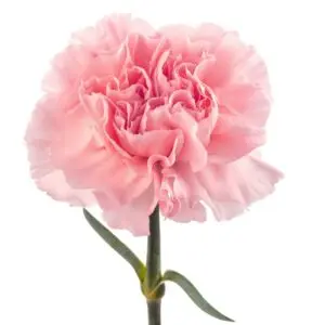 doncel-LG-carnation-w-stem-300x300.webp