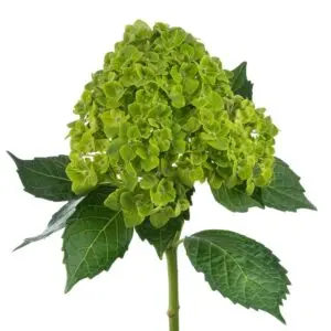 green-hydrangea-w-stem-300x300.webp