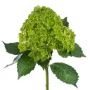 green-hydrangea-w-stem-300x300.webp