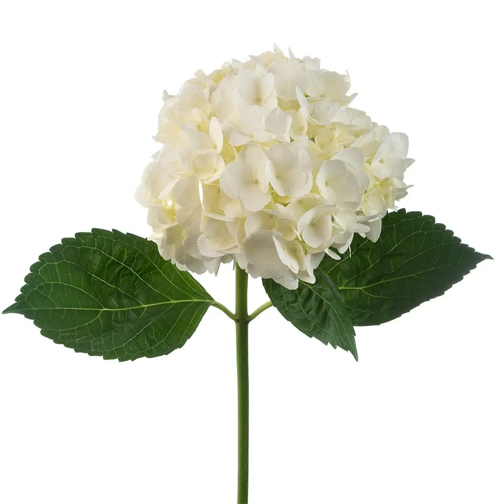 Hydrangea-White.webp