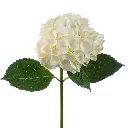 Hydrangea-White.webp