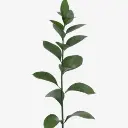 Israeli-Ruscus-1-300x300.webp
