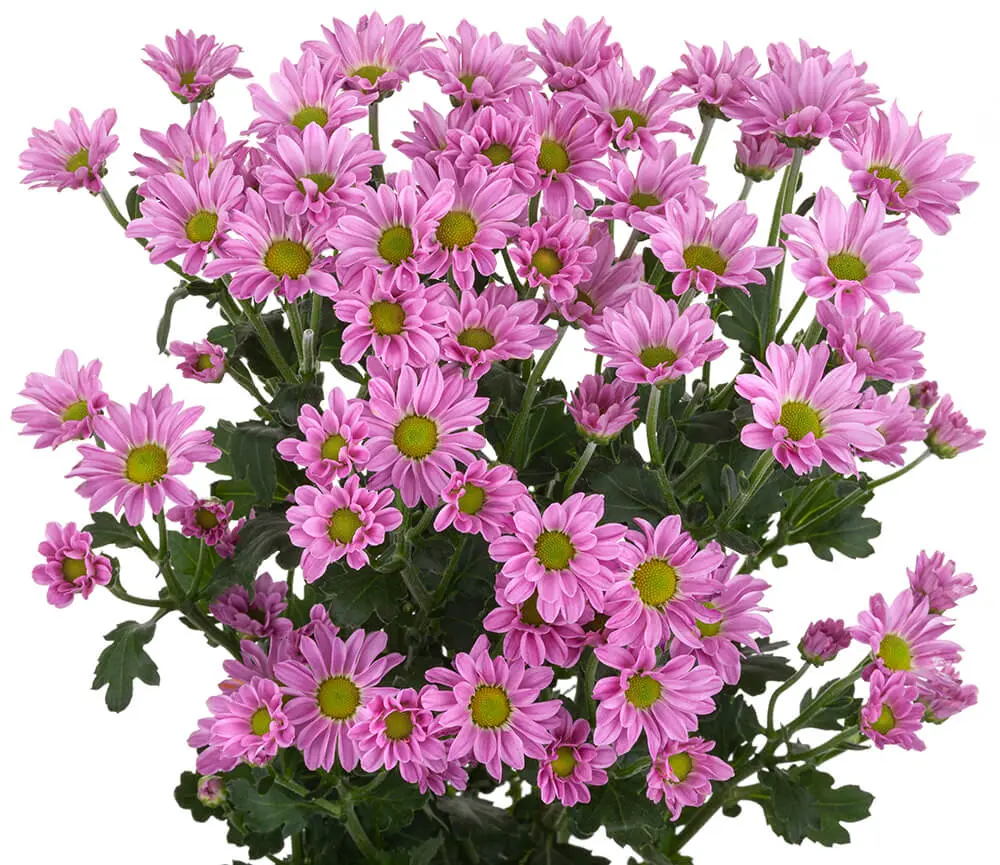 Micropom-Lilac-Jaxon.webp