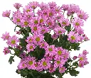 Micropom-Lilac-Jaxon.webp
