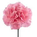 bubbles w stem.webp