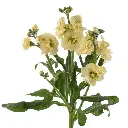 Stock-Yellow.webp