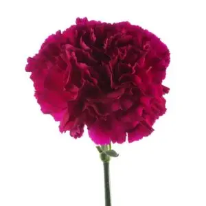 Purple-Golem-w-Stem-1-300x300.webp