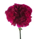 Purple-Golem-w-Stem-1-300x300.webp