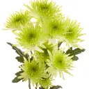 MAISY-LIME-w-stems-300x300.webp