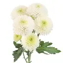 pom-pom-mark-twain-w-stem-300x300.webp