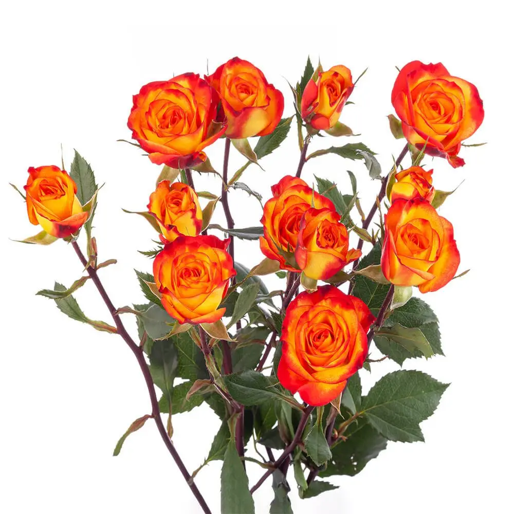 spray-rose-mia-w-stem.webp