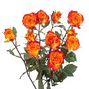 spray-rose-mia-w-stem.webp