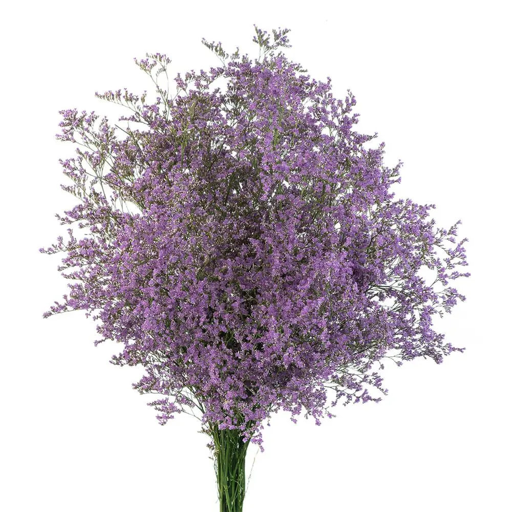 Misty-Blue-Purple-Caspia.webp