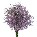 Misty-Blue-Purple-Caspia.webp