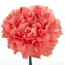 Orange-Flame-w-Stem-1-300x300.webp