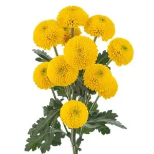 yellow-paintball-pompom-w-stem-300x300.webp