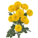 yellow-paintball-pompom-w-stem-300x300.webp