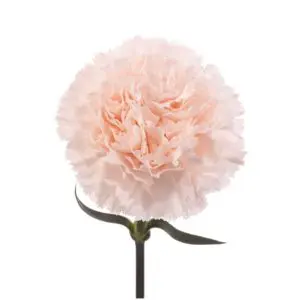 Peach-Brut-w-Stem-1-300x300.webp