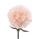 Peach-Brut-w-Stem-1-300x300.webp