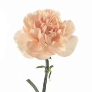 Peach-Novia-w-Stem-1-300x300.webp