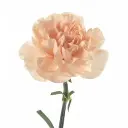 Peach-Novia-w-Stem-1-300x300.webp