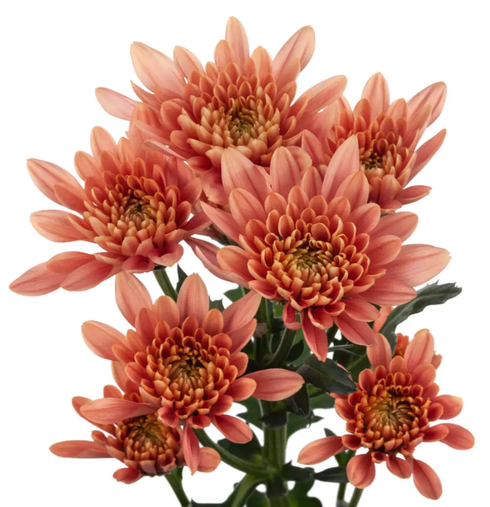 VERONICA-PEACH-w-stems.webp