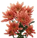 VERONICA-PEACH-w-stems.webp