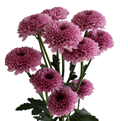 image_2025-04-09_115907748.png