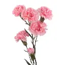 Pink-Rosadita-w-Stem.webp