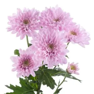 SWEET-DREAMS-lilac-w-stems-300x300.webp