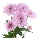 SWEET-DREAMS-lilac-w-stems-300x300.webp