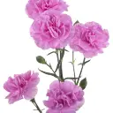 PROVENZA-w-stems-300x300.webp