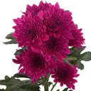 Chrysanthemum-Impulse-2-300x300.webp