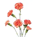 RAFFLESIA-w-stems.webp