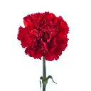 Daniko-Red-Large-Carnation.webp