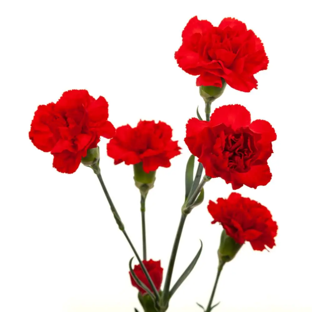 Red-Shelby-w-Stem.webp
