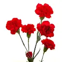 Red-Shelby-w-Stem.webp