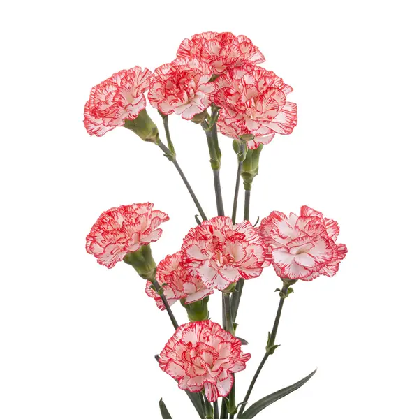 2 red and white.webp