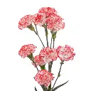 2 red and white.webp
