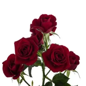 spray-rose-rubicon-w-stem-300x300.webp